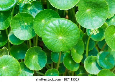 Gotu Kola Leaves