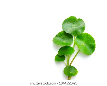 Gotu Kola leaves ( Asiatic pennywort, Indian pennywort, Centella asiatica ) isolated on white background. Medical herbal plant - Shutterstock ID 1844551495