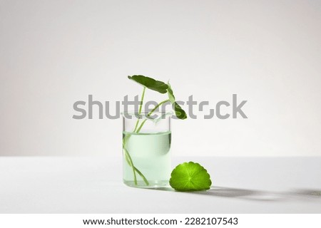 Gotu kola leaves contained in a glass beaker with water. Minimalist white background. Gotu kola (Centella asiatica) is a herb use for health care concept