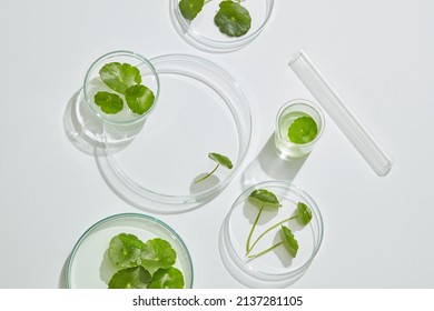 Gotu kula decorated in petri dish and transparent podium with blank space in laboratory background for plants advertising , top view  - Powered by Shutterstock