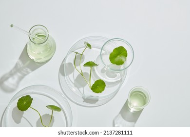 Gotu kula decorated in petri dish and transparent podium with blank space in laboratory background for plants advertising , top view  - Shutterstock ID 2137281111