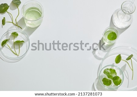Gotu kula decorated in petri dish and transparent podium with blank space in laboratory background for plants advertising , top view 