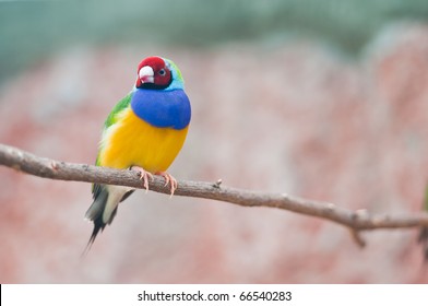 Gouldian Finch