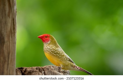 Gouldian Finch - die Dame Gouldian Finch, Gould's Finch oder Regenbogenfinch