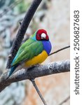 A Gouldian finch perched on a branch. This vibrant bird feeds on grass seeds and small insects.