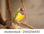 The gouldian  finch is a small bird, with a bright green back, yellow belly and a purple breast. The facial colour is red