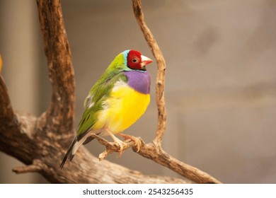 The gouldian  finch is a small bird, with a bright green back, yellow belly and a purple breast. The facial colour is red