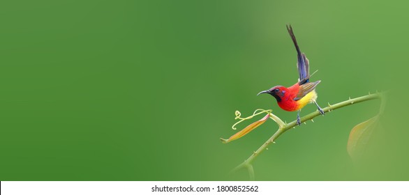 Sunbird の画像 写真素材 ベクター画像 Shutterstock