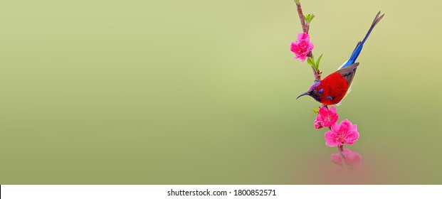 Sunbird の画像 写真素材 ベクター画像 Shutterstock