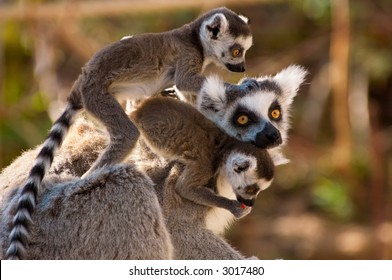 A goup of cute ring-tailed lemurs with the baby monkeys on mothers back - Powered by Shutterstock