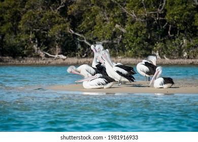 Goup Of Pelicans On Sand Spit By The Sea Lake, Sussex Inlet, NSW, Austalia