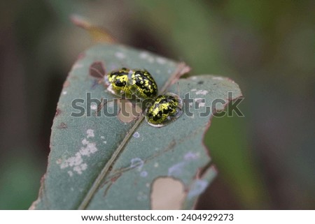  a goup of tortoise beetle or Cassida circumdata perched on the leaf                                   