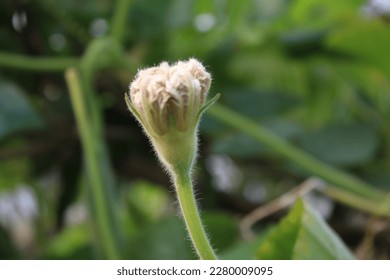 Gourd Flower Nature  PNG Photo