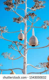 Gourd Lamp Or Calabash Bulb On Tree