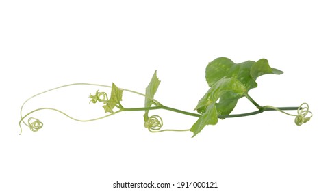 蔓草