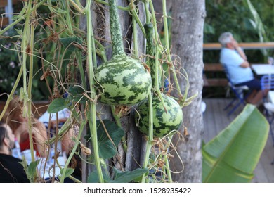 Gourd On A Tree With A Palm In The Background And People Drinking Coffee