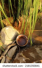 Gourd Of Raw Cacao In Stagnant Water Near Grey Stone And Grass