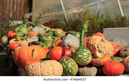 Gourds And Pumpkins On A Farmstand Table In Autumn