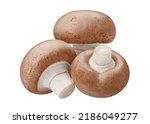 Gourmet mushrooms close-up, isolated on white background