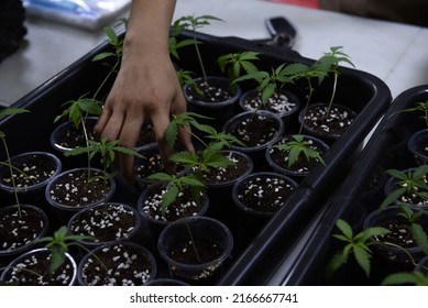 The Government Thailand, Announced To Cannabis Released From Drug Status, Which At There Were Distributors Of Cannabis Plants, Or Selling Processed Products Extracted From Cannabis, Gained.