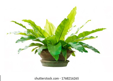Governor fern (Asplenium nidus) or Bird's nest fern plant in big ceramic pot on white background