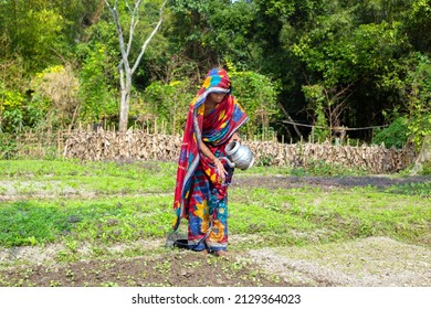 Gowainghat, Bangladesh – November 06, 2019: Old Woman Washing Her Hand And Watering The Plants. A Lady Taking Care Of Her Vegetables Garden. Woman Watering The Vegetable Garden, Homestead Gardening.