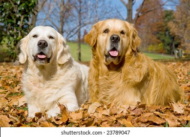 13,384 Golden retriever autumn Images, Stock Photos & Vectors ...