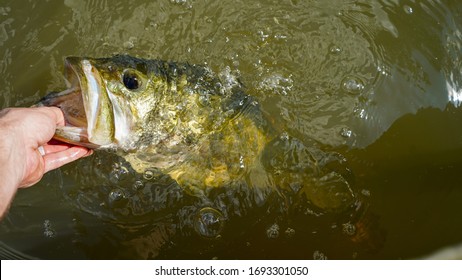 Grabbing A Large Mouth Bass In Fresh Water. 