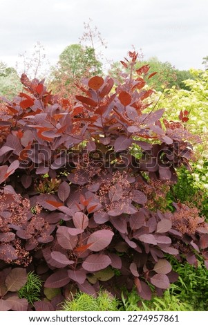 'Grace' smokebush or smoketree (Cotinus 'Grace') in flower, also showing its red foliage (leaves)