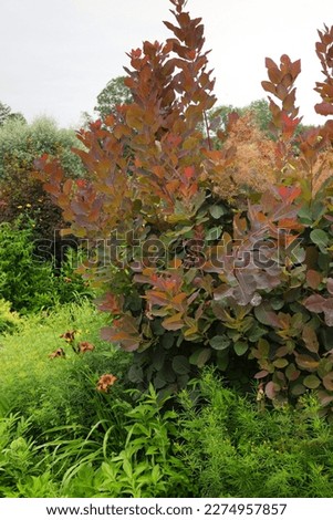 'Grace' smokebush or smoketree (Cotinus 'Grace'), showing its red-tinged summer foliage (leaves)