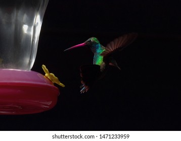 Graceful Aerial Stop Motion Of Hummingbird Swooping Up To Its Arizona Nectar Feeder Against Elegant Black Background