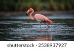 A graceful American flamingo walks through shallow water, showcasing its vibrant pink plumage and long, elegant legs