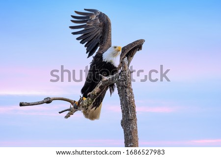 Graceful Bald Eagle lands in tree