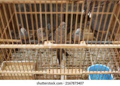 graceful birds, turtledoves in cages for sale at the animal market