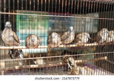                                graceful birds, turtledoves in cages for sale at the animal market