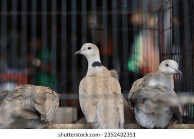 graceful birds, turtledoves in cages for sale at the animal market