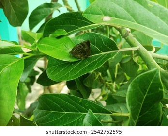 A graceful black butterfly perched on lush green foliage, capturing the serene beauty of nature. The contrast between the dark wings of the butterfly and the vibrant greenery creates a striking visual - Powered by Shutterstock