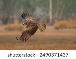 A graceful black kite is flying in the meadow. Birds of prey Black kite