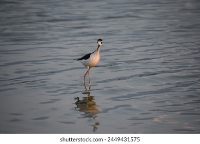 Graceful black neck stilt bird walking in shallow waters. - Powered by Shutterstock