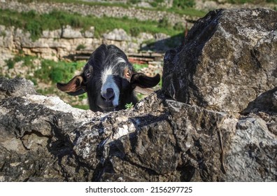 Graceful Black and White Goat Head Looking at Camera Behind a Rock Wall Fence While Grazing in his Farmyard Barnyard