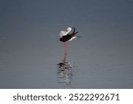 A graceful black winged stilt standing tall in a shallow body of water. Its striking black and white plumage contrasts beautifully against  the muted background. The water surface reflects the bird.