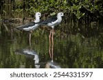 The graceful Black-winged Stilt (Himantopus himantopus) pair standing in a shallow mangrove swamp