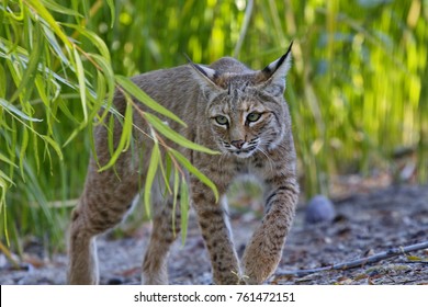 627 North american bobcat Images, Stock Photos & Vectors | Shutterstock