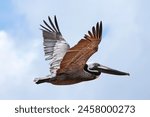 Graceful Brown Pelican In Flight at the Beach