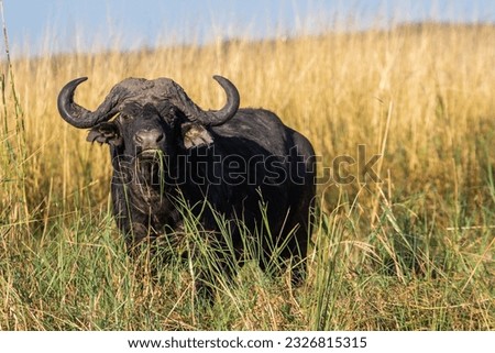 Graceful buffalo grazing on Chobe River, Namibia. Peaceful.