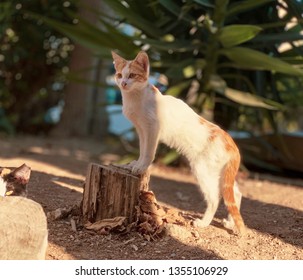Graceful cat posing on camera