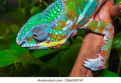 The graceful chameleon (Chamaeleo gracilis), multi-colored chameleon in the stage of excitement in the terrarium
