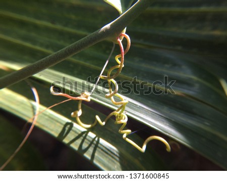 Graceful curling tendrils in South Miami Foto stock © 