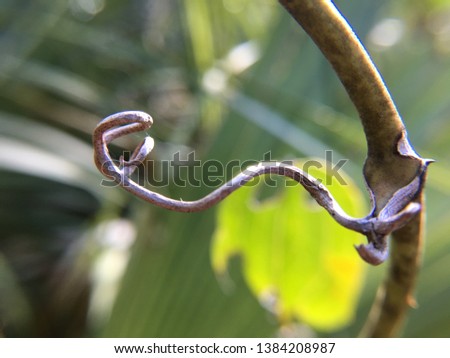 Graceful curling tendrils in South Miami Foto stock © 