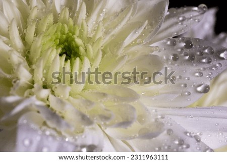 A graceful and dewy macro view of a white Chinese aster blossom, its petals adorned with shimmering water droplets